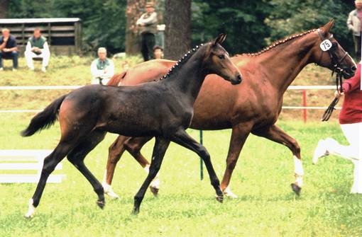 Poetin as foal